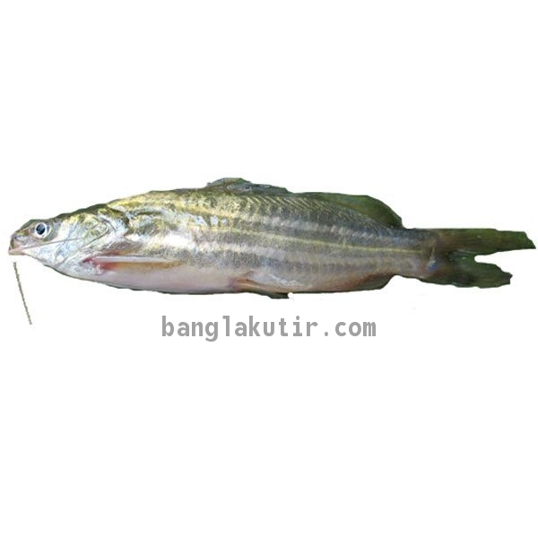 Tengra Fish 1 Kg