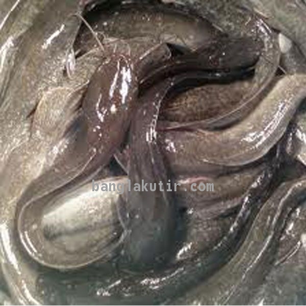 Magur Fish 1kg